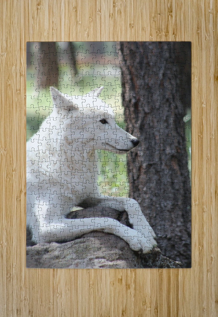 White Wolf Leslie Affeldt Photography Puzzle printing