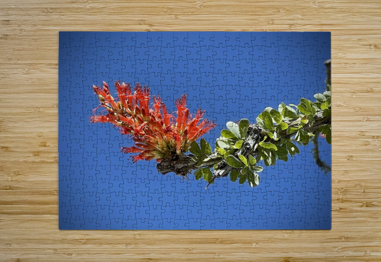 Ocotillo Bloom Leslie Affeldt Photography Puzzle printing