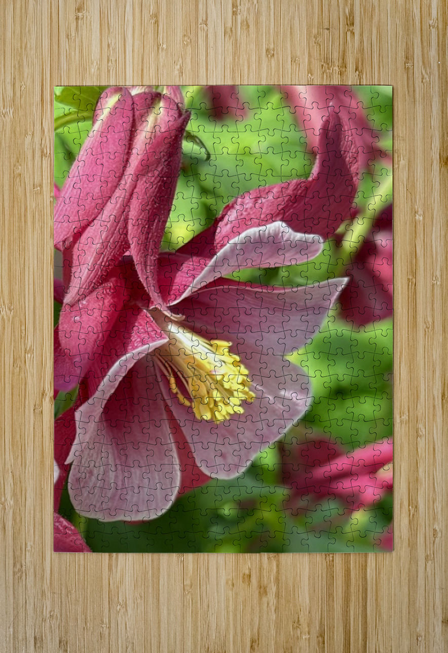 Columbine Bloom Leslie Affeldt Photography Puzzle printing