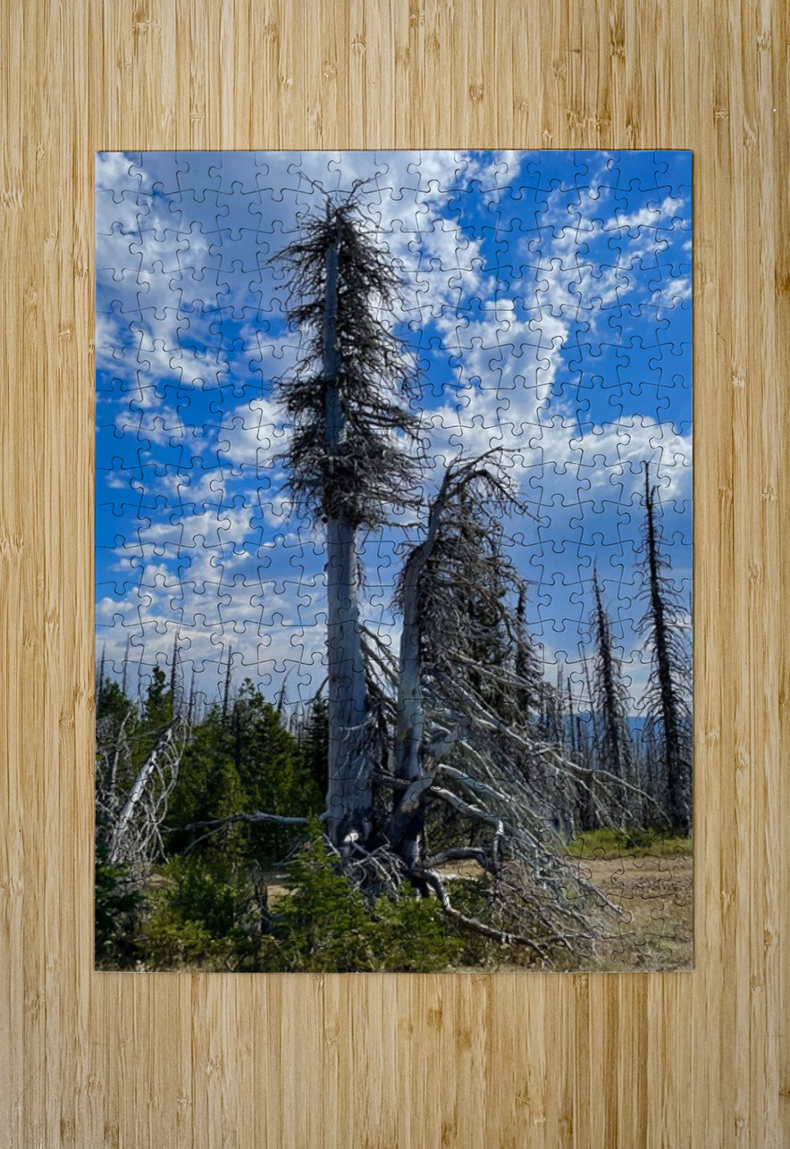 Forest of the dead Leslie Affeldt Photography Puzzle printing