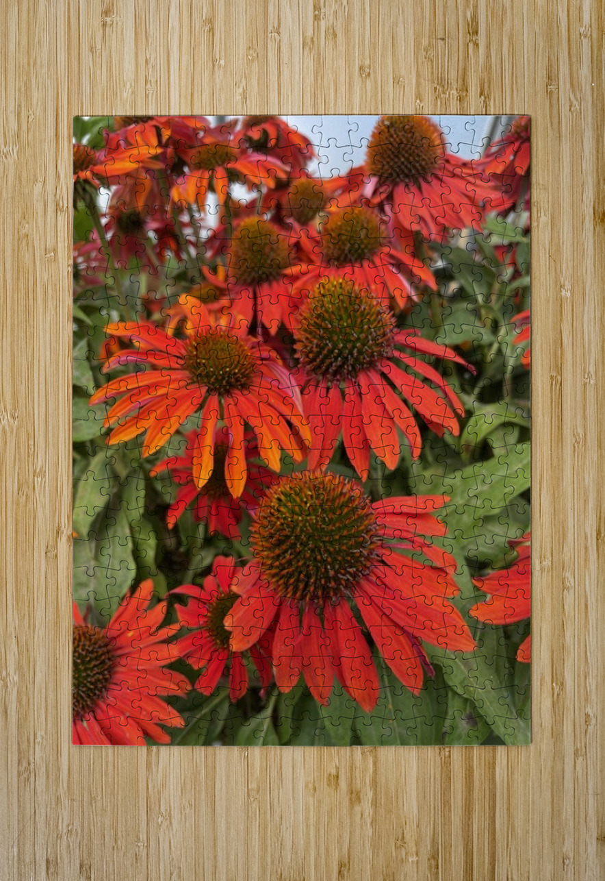 Coneflower Leslie Affeldt Photography Puzzle printing