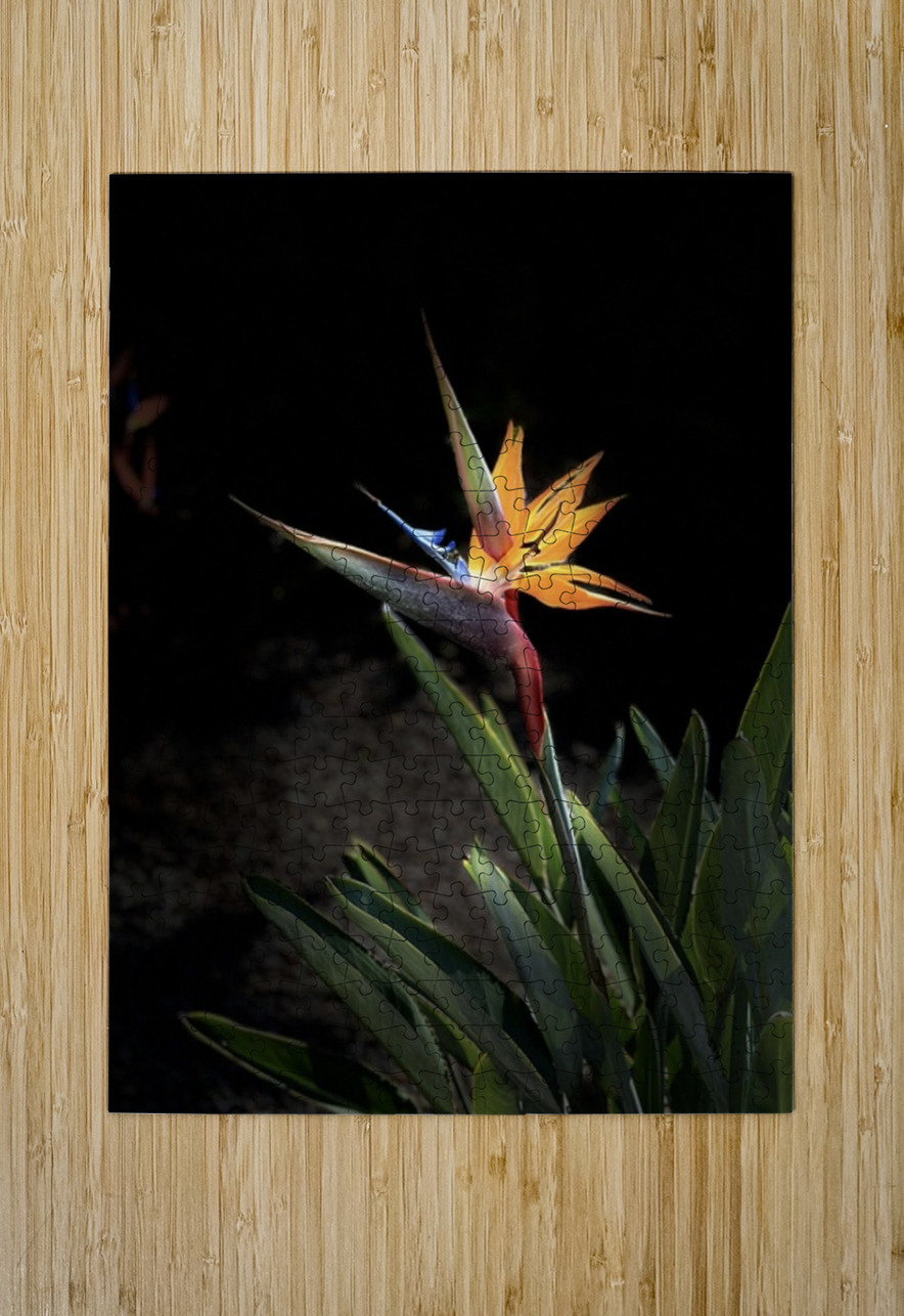 Bird of Paradise Leslie Affeldt Photography Puzzle printing