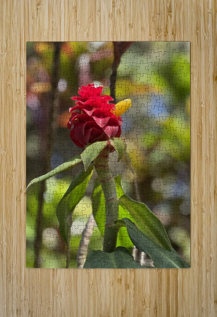 Spiral Ginger Leslie Affeldt Photography Puzzle printing