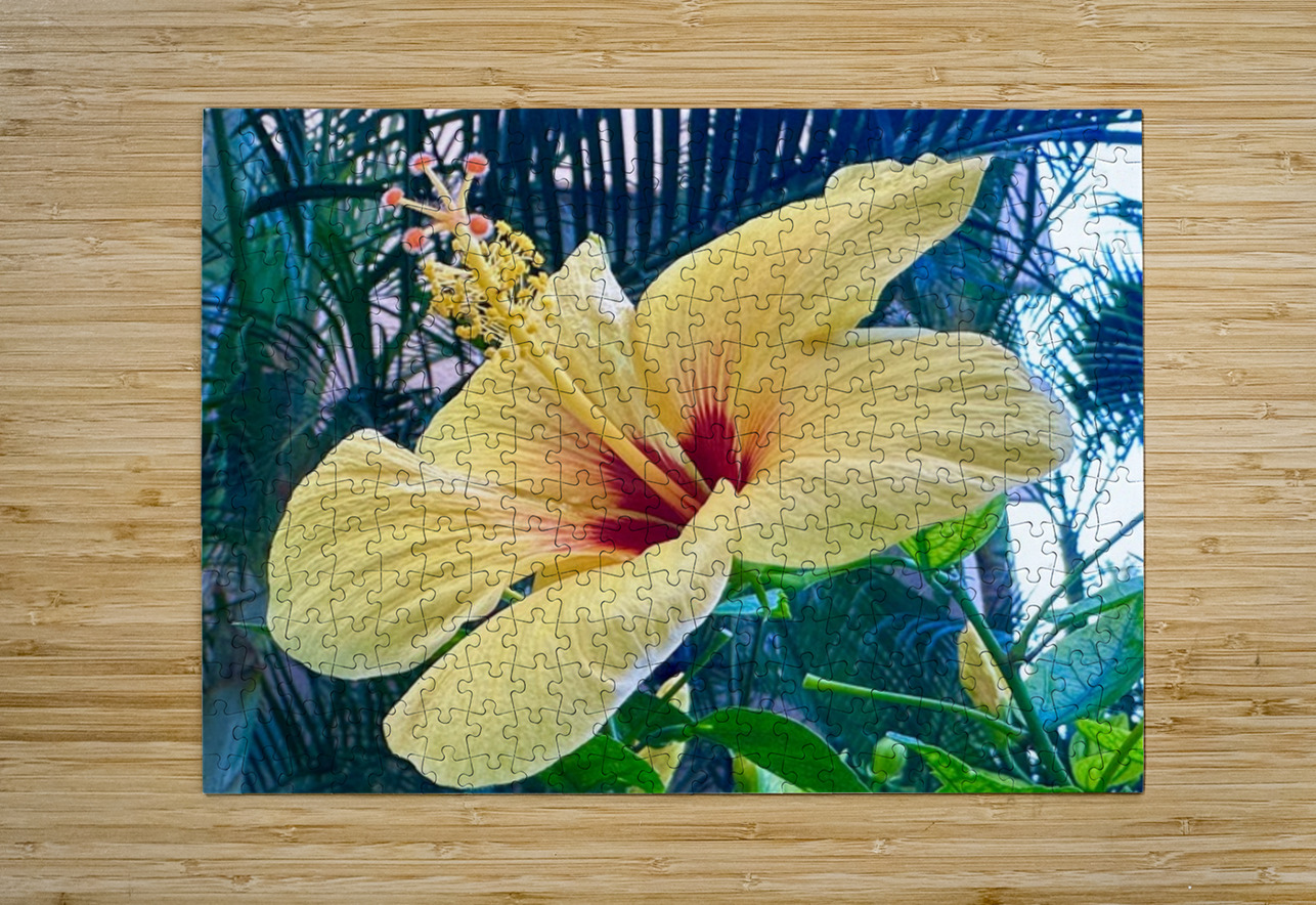 Yellow Hibiscus Leslie Affeldt Photography Puzzle printing