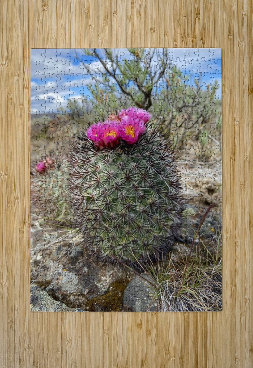 Barrel Cactus Leslie Affeldt Photography Puzzle printing