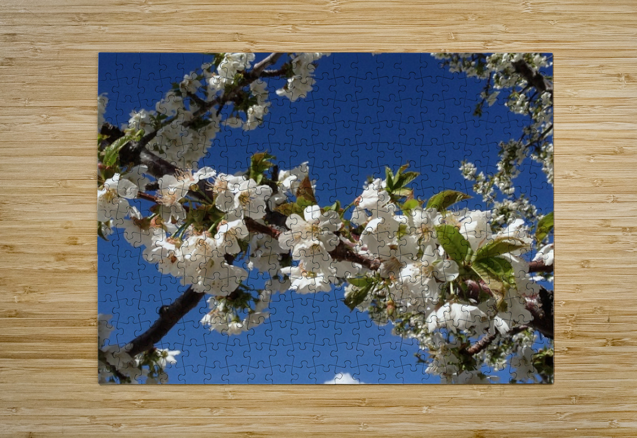 White Cherry Blossom -2 Leslie Affeldt Photography Puzzle printing
