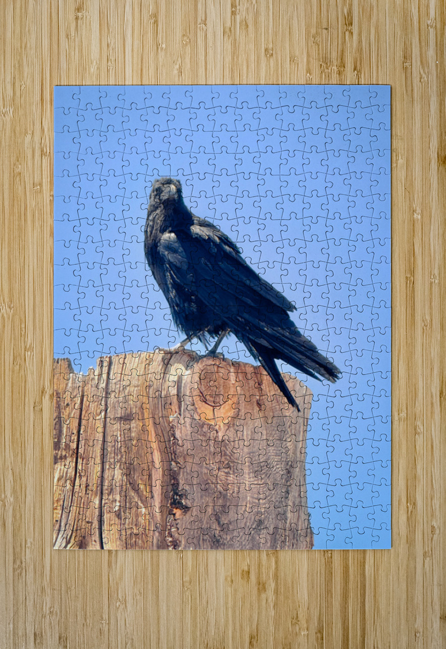 Raven - guardian of the Grand Canyon  Leslie Affeldt Photography Puzzle printing