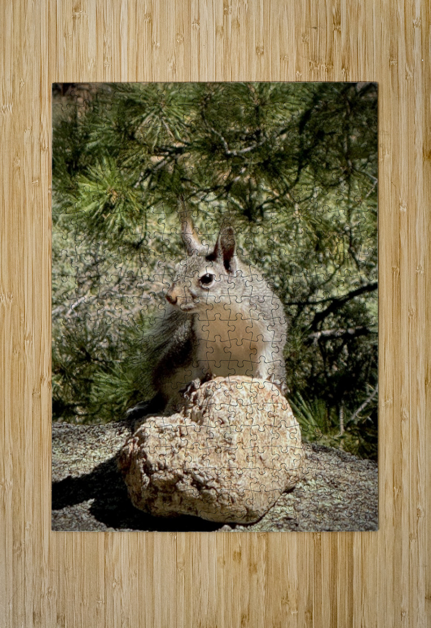 Albert’s Squirrel -1 Leslie Affeldt Photography Puzzle printing