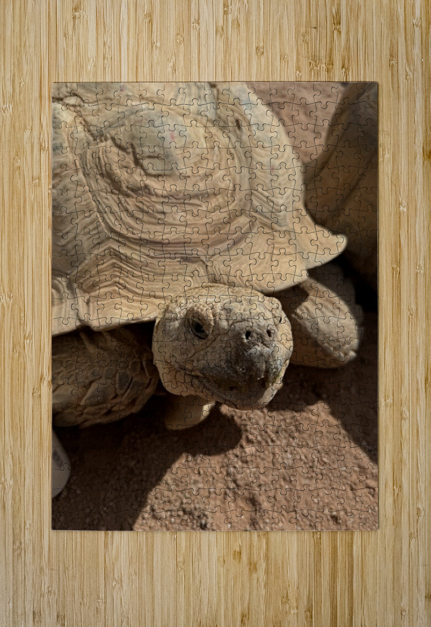 Happy Tortoise -2 Leslie Affeldt Photography Puzzle printing