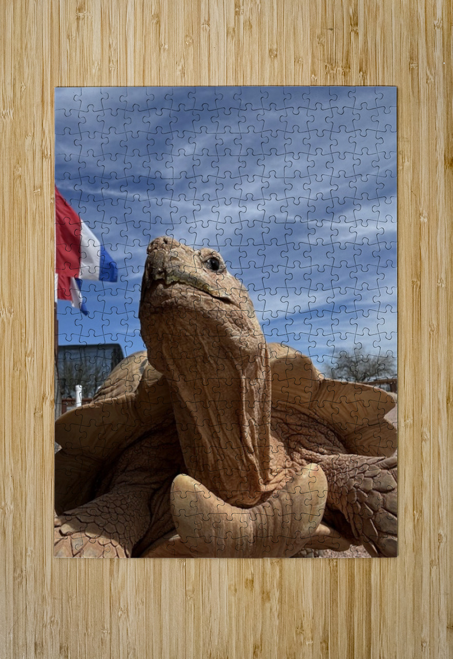 Arizona Tortoise -2 Leslie Affeldt Photography Puzzle printing