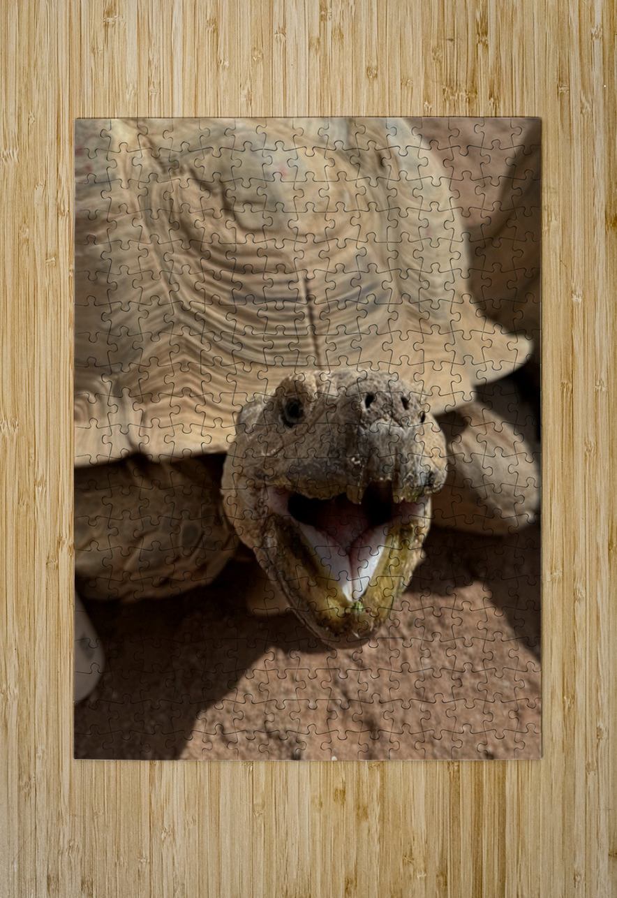 Happy Tortoise Leslie Affeldt Photography Puzzle printing