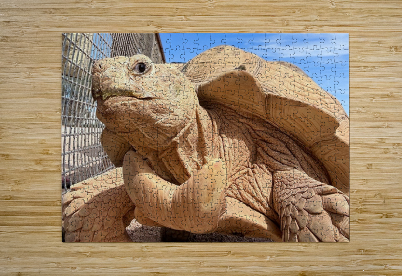 Arizona Tortoise Leslie Affeldt Photography Puzzle printing