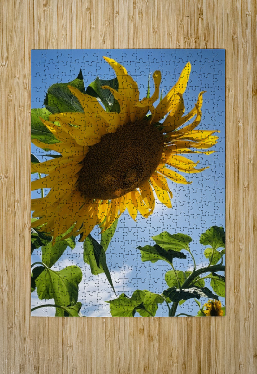 Sunflower Love Leslie Affeldt Photography Puzzle printing