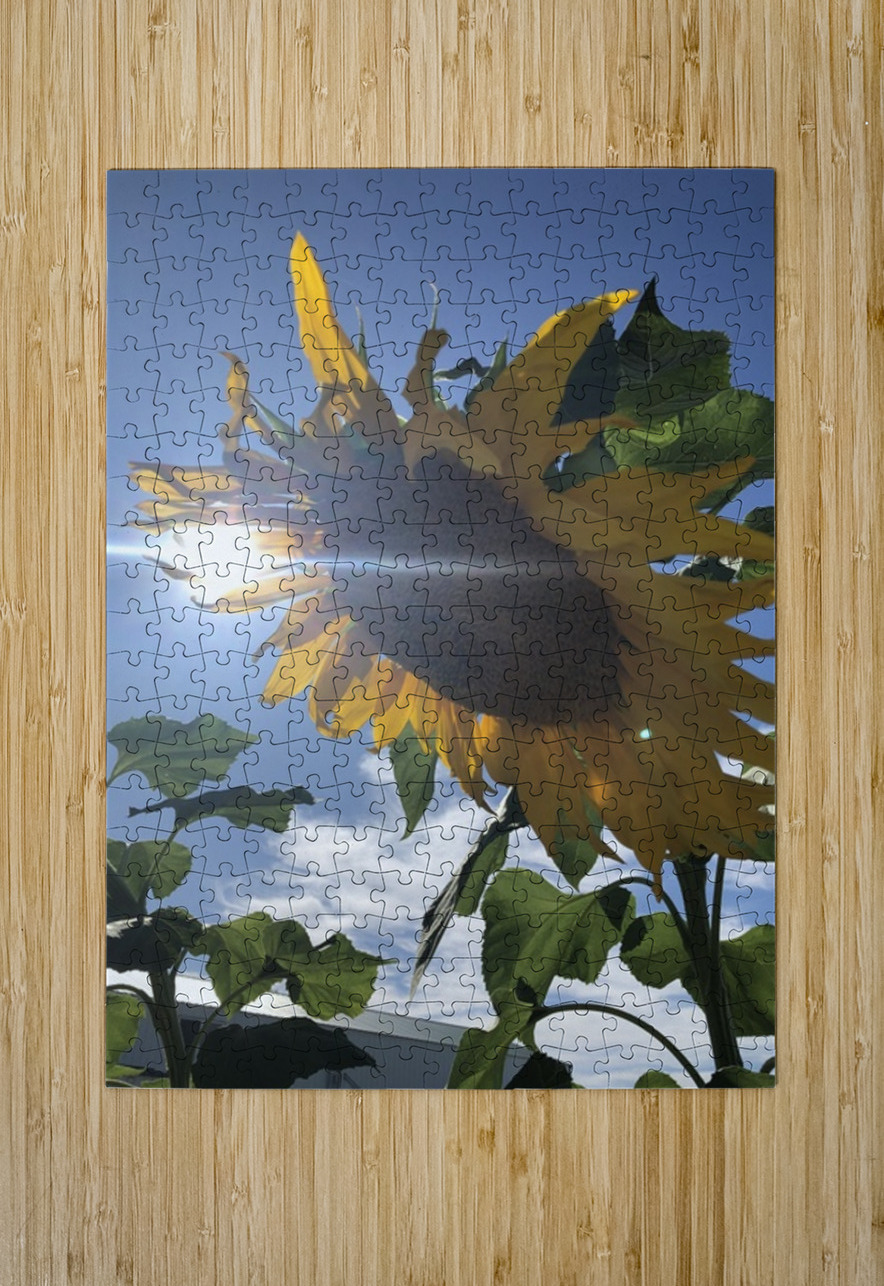 Sunflower and Sunlight Leslie Affeldt Photography Puzzle printing