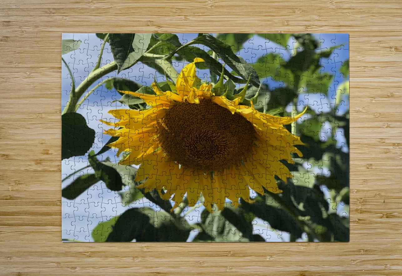 Sunflower Love -2 Leslie Affeldt Photography Puzzle printing