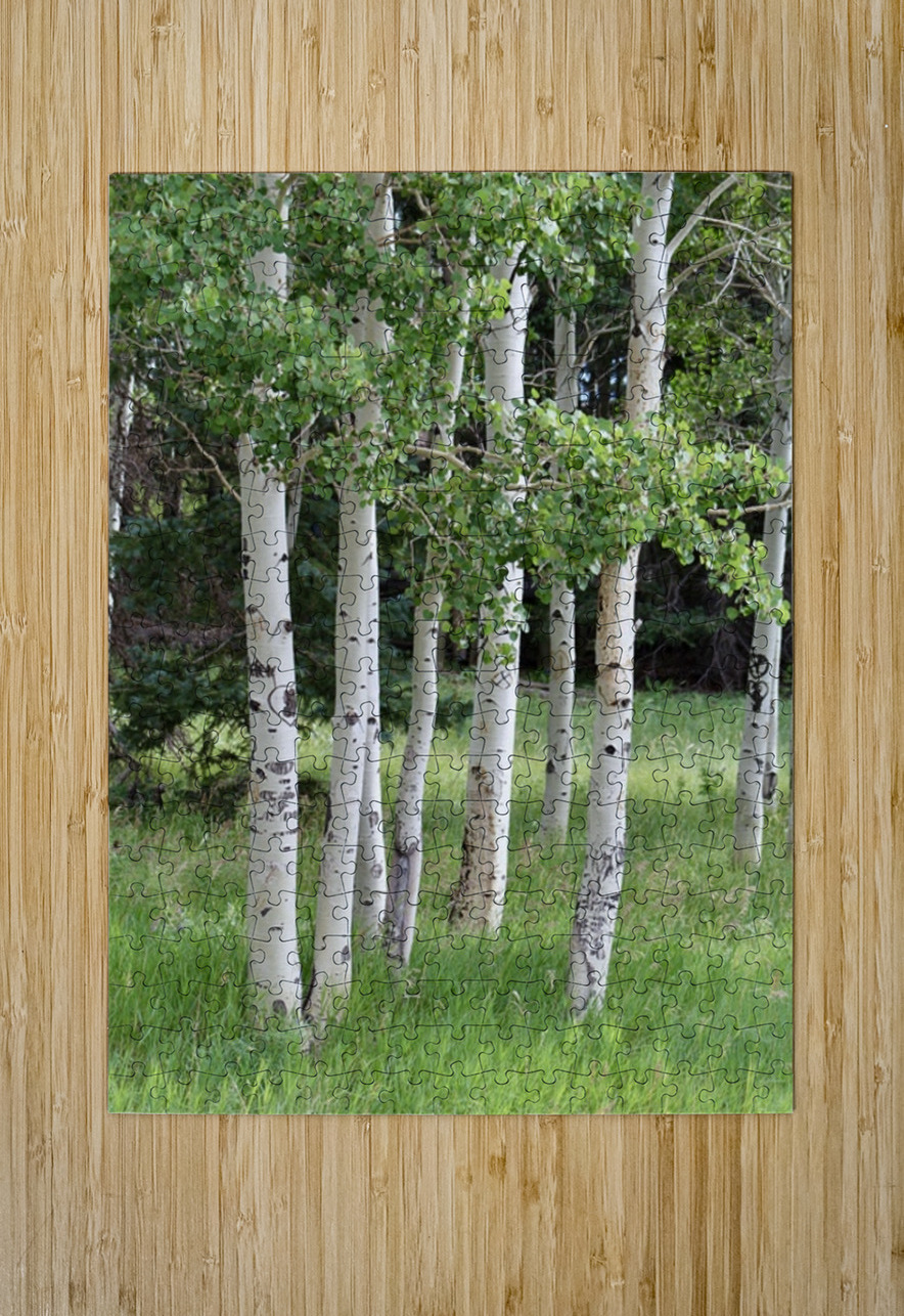 The Earth has music for those who listen. Aspens in Flagstaff Leslie Affeldt Photography Puzzle printing