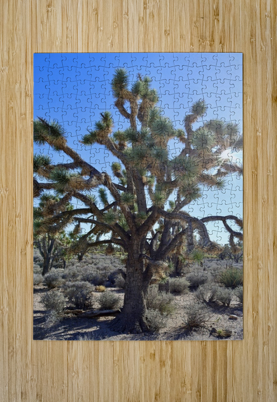 Joshua Tree w sunlight Leslie Affeldt Photography Puzzle printing