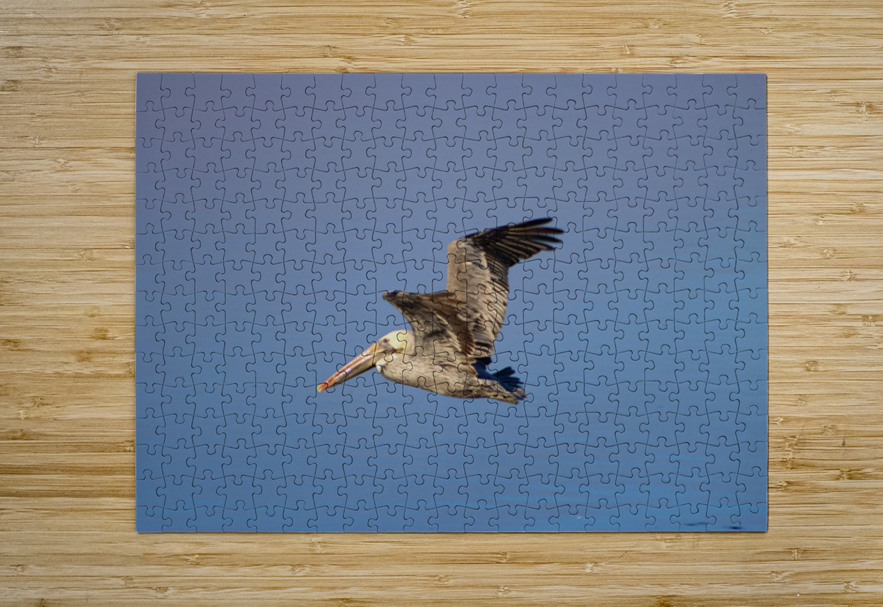 Baja Brown Pelicans- 3 Leslie Affeldt Photography Puzzle printing