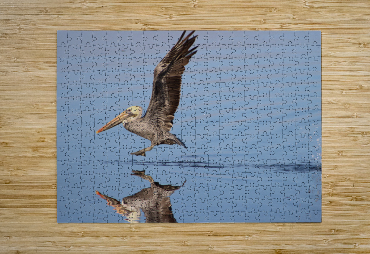 Baja Brown Pelicans - 2 Leslie Affeldt Photography Puzzle printing
