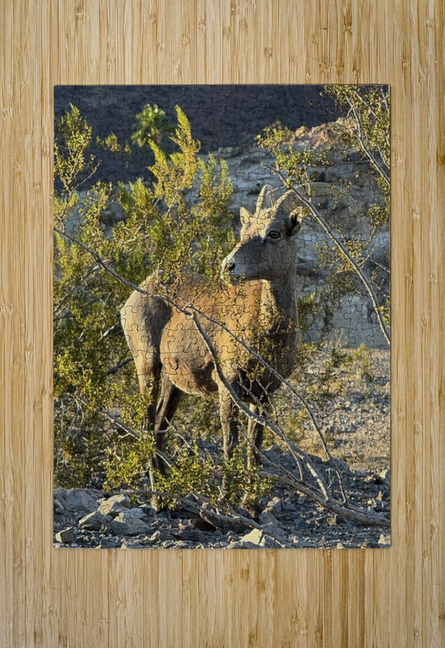 Big Horn Sheep in the golden hour Leslie Affeldt Photography Puzzle printing