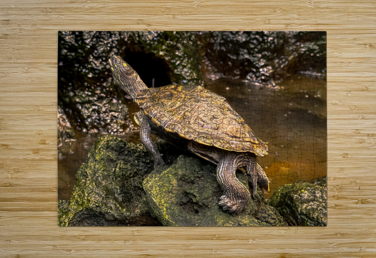 Map Turtle Leslie Affeldt Photography Puzzle printing