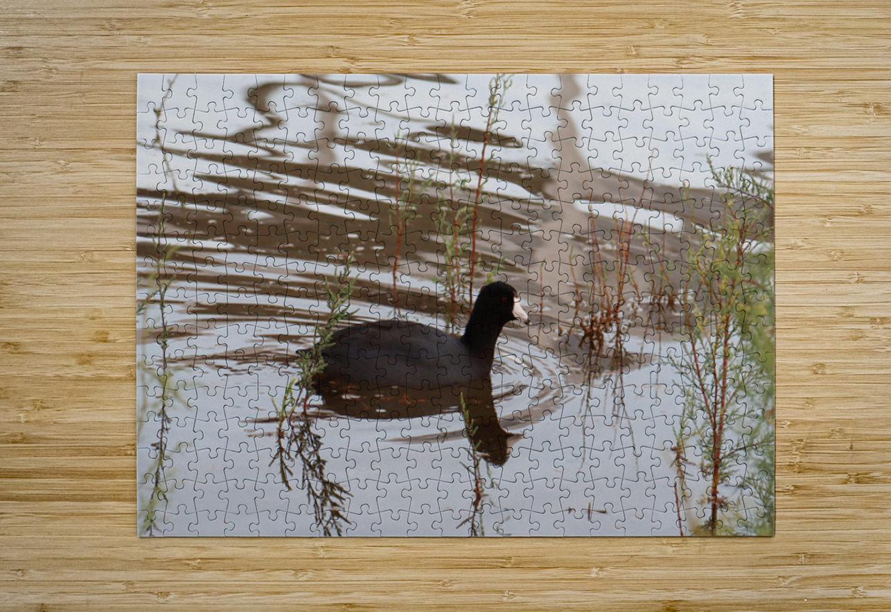 American Coot Leslie Affeldt Photography Puzzle printing