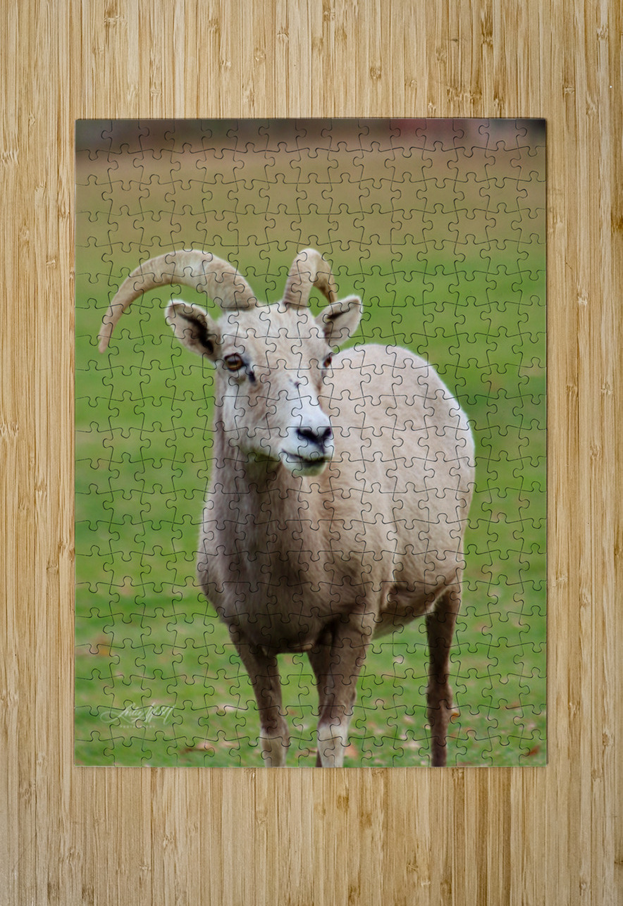 Bighorn Sheep - Nevada 1 Leslie Affeldt Photography Puzzle printing