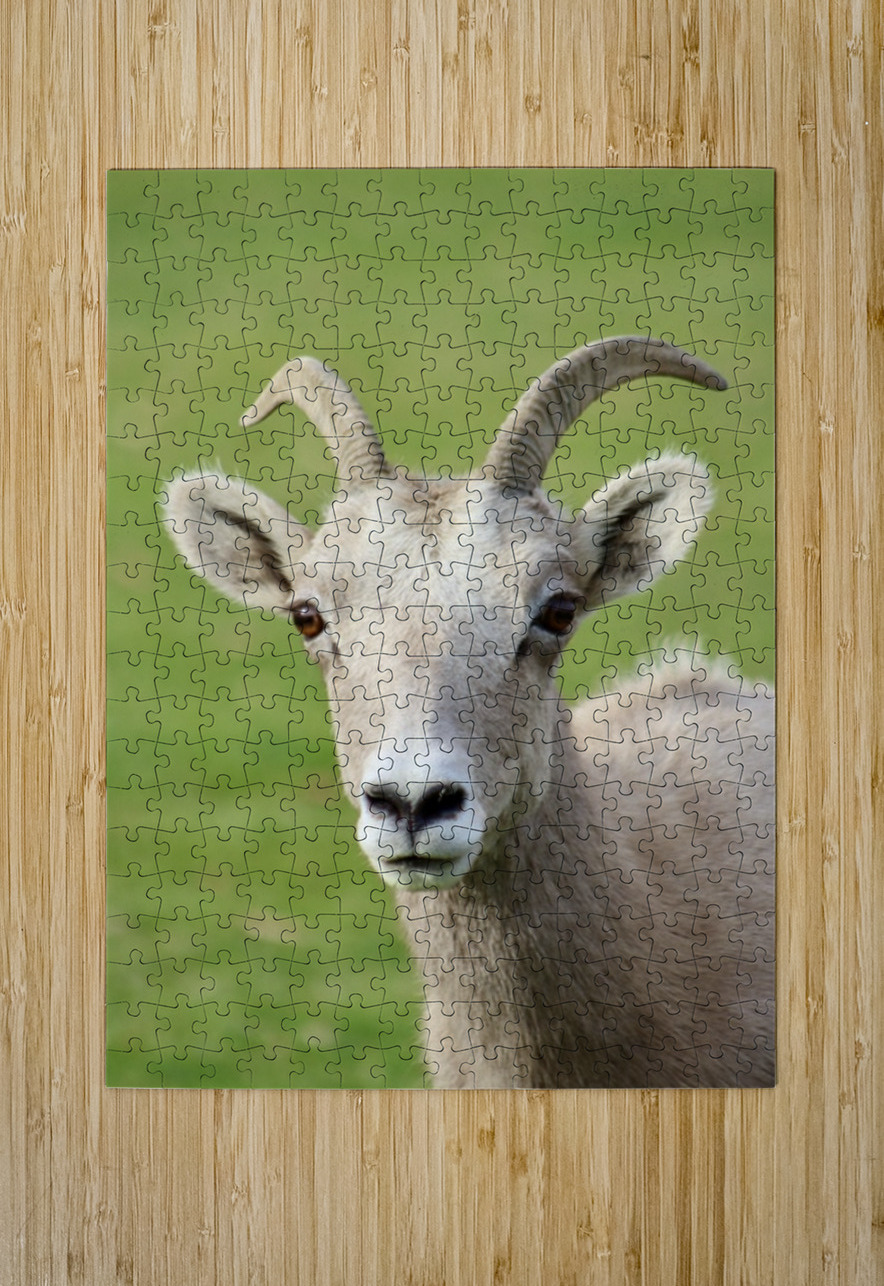 Bighorn Sheep - Heart nose ???? Leslie Affeldt Photography Puzzle printing
