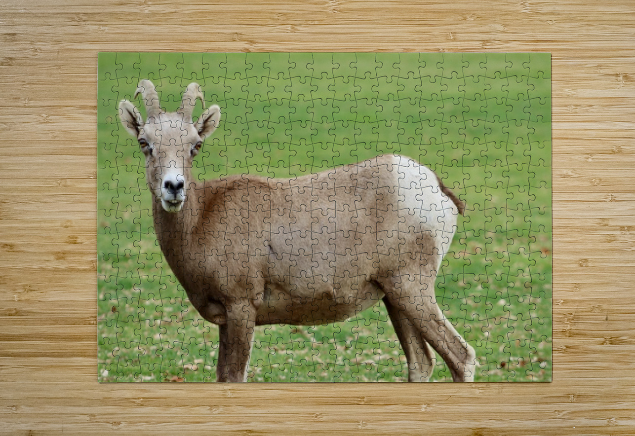 Bighorn Sheep - Nevada 3 Leslie Affeldt Photography Puzzle printing