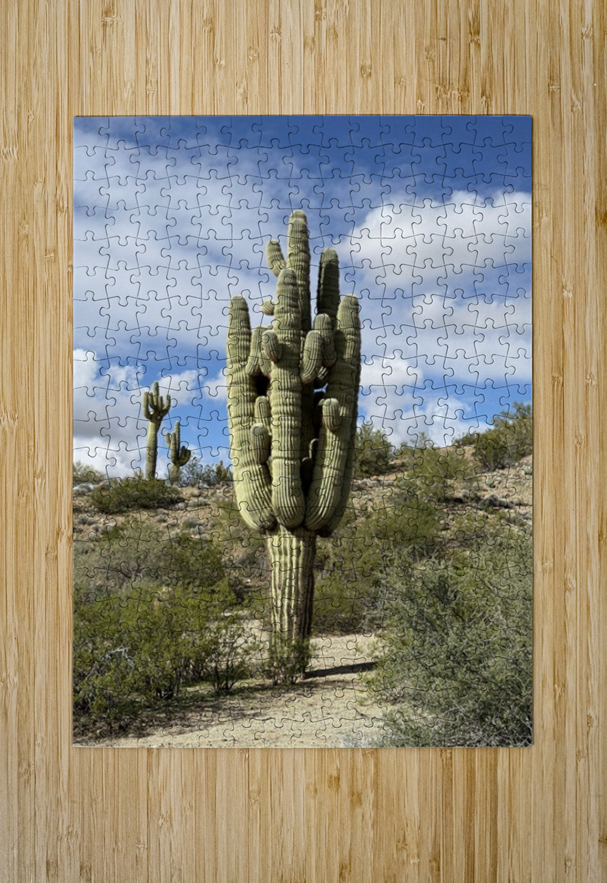 Old Man Saguaro Leslie Affeldt Photography Puzzle printing