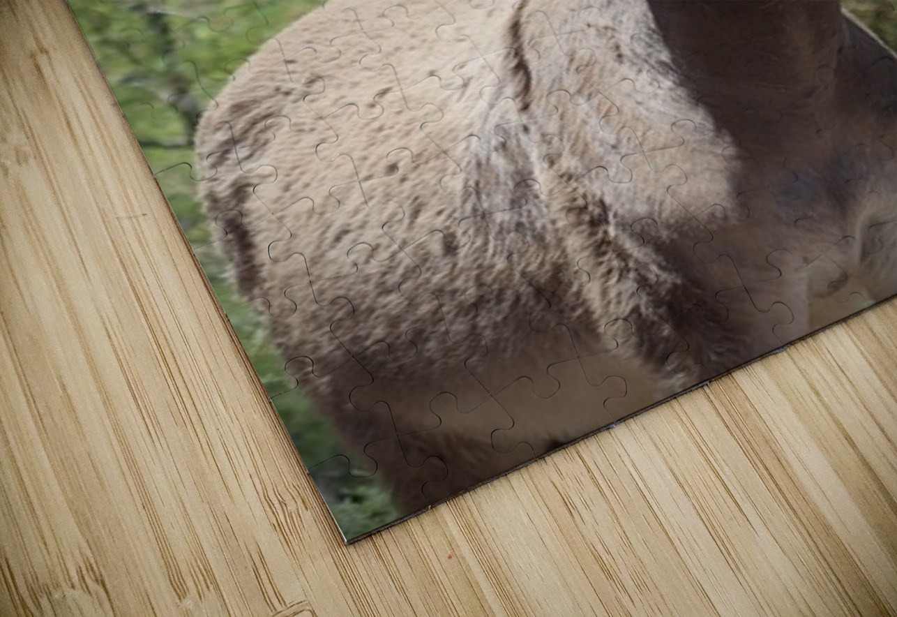 Wild donkey Parker Dam Arizona Leslie Affeldt Photography Puzzle