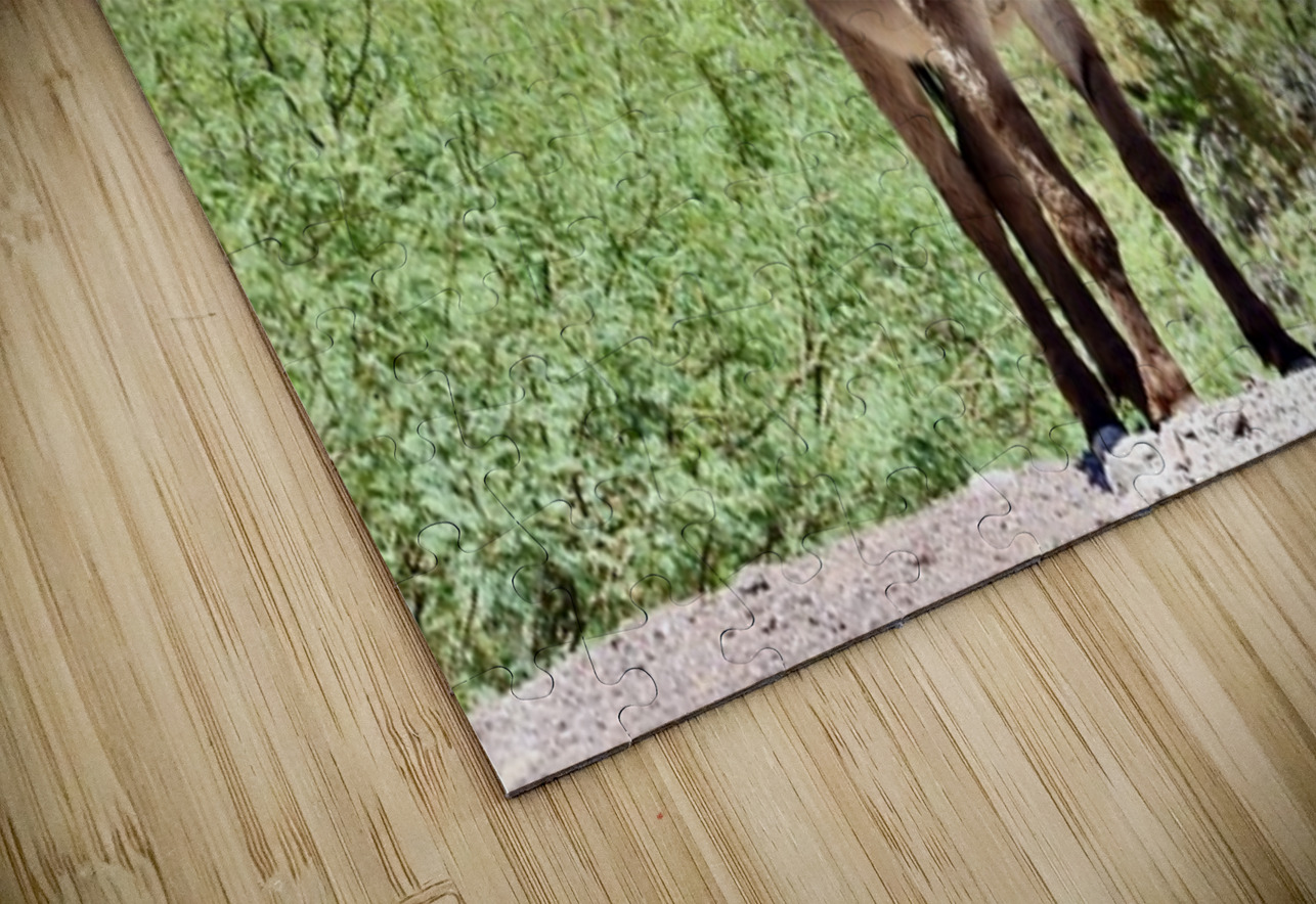 Wild Donkey Parker Arizona Leslie Affeldt Photography Puzzle