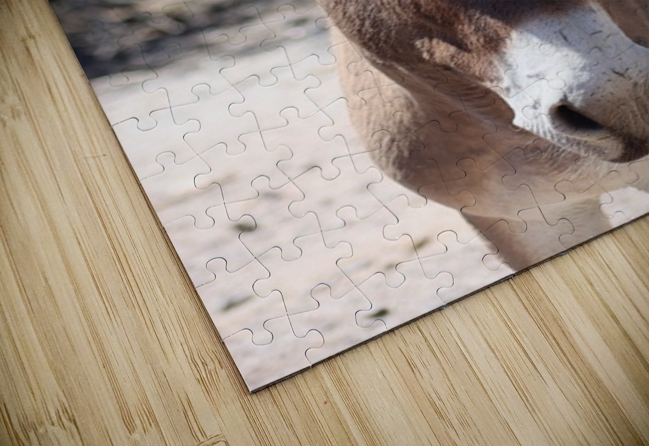 Split ear donkey Leslie Affeldt Photography Puzzle