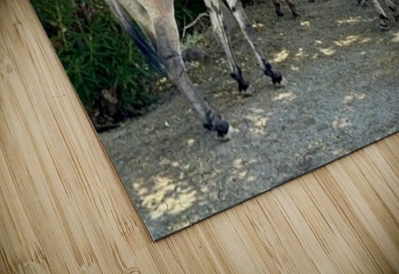 Lake Mohave Donkeys Leslie Affeldt Photography Puzzle