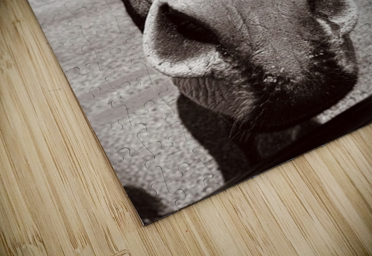 Welcome to Oatman Leslie Affeldt Photography Puzzle