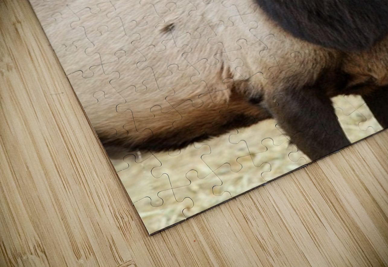 F3A5ABA5 DED2 4A0F 9CA3 F81AD213DC14 1 105 c Leslie Affeldt Photography Puzzle