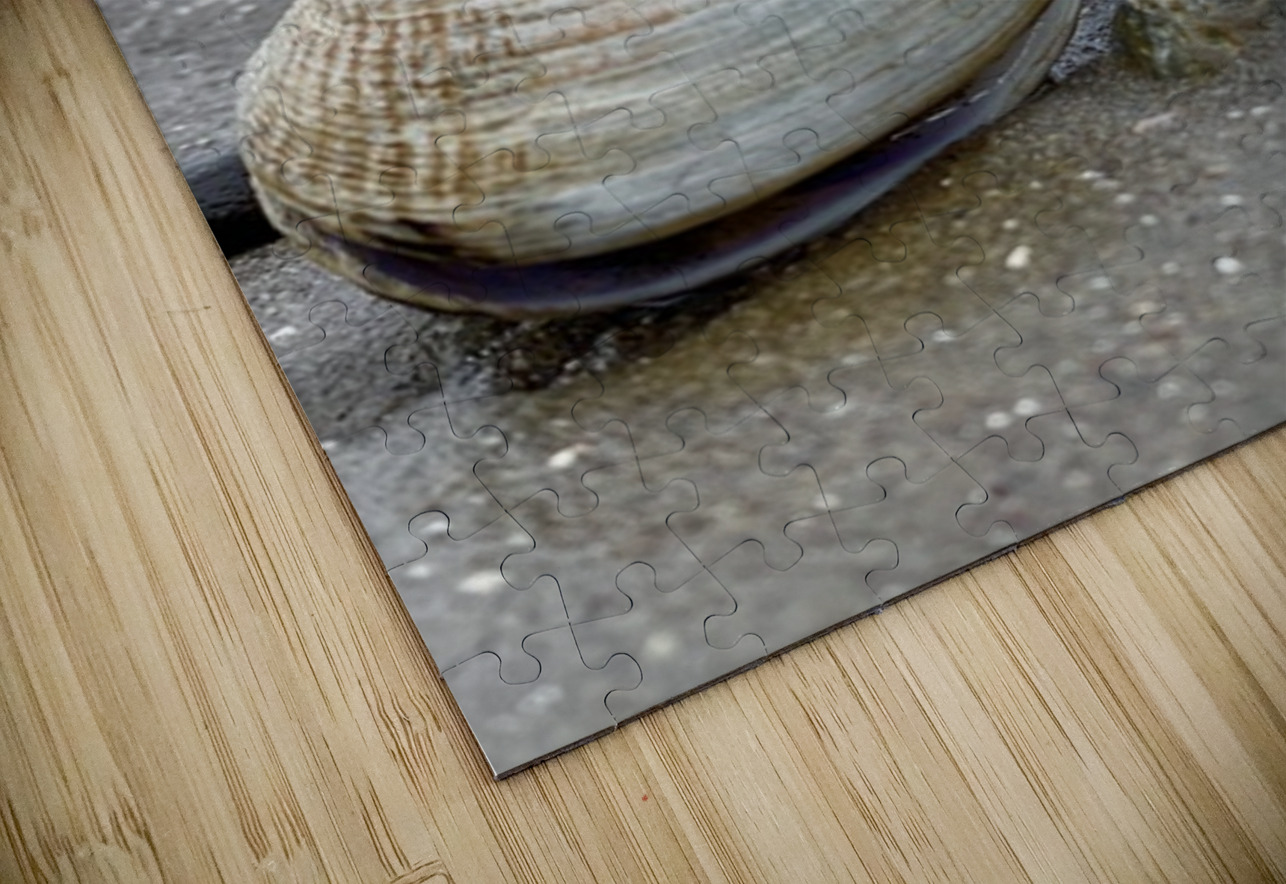 Keep Clam Leslie Affeldt Photography Puzzle