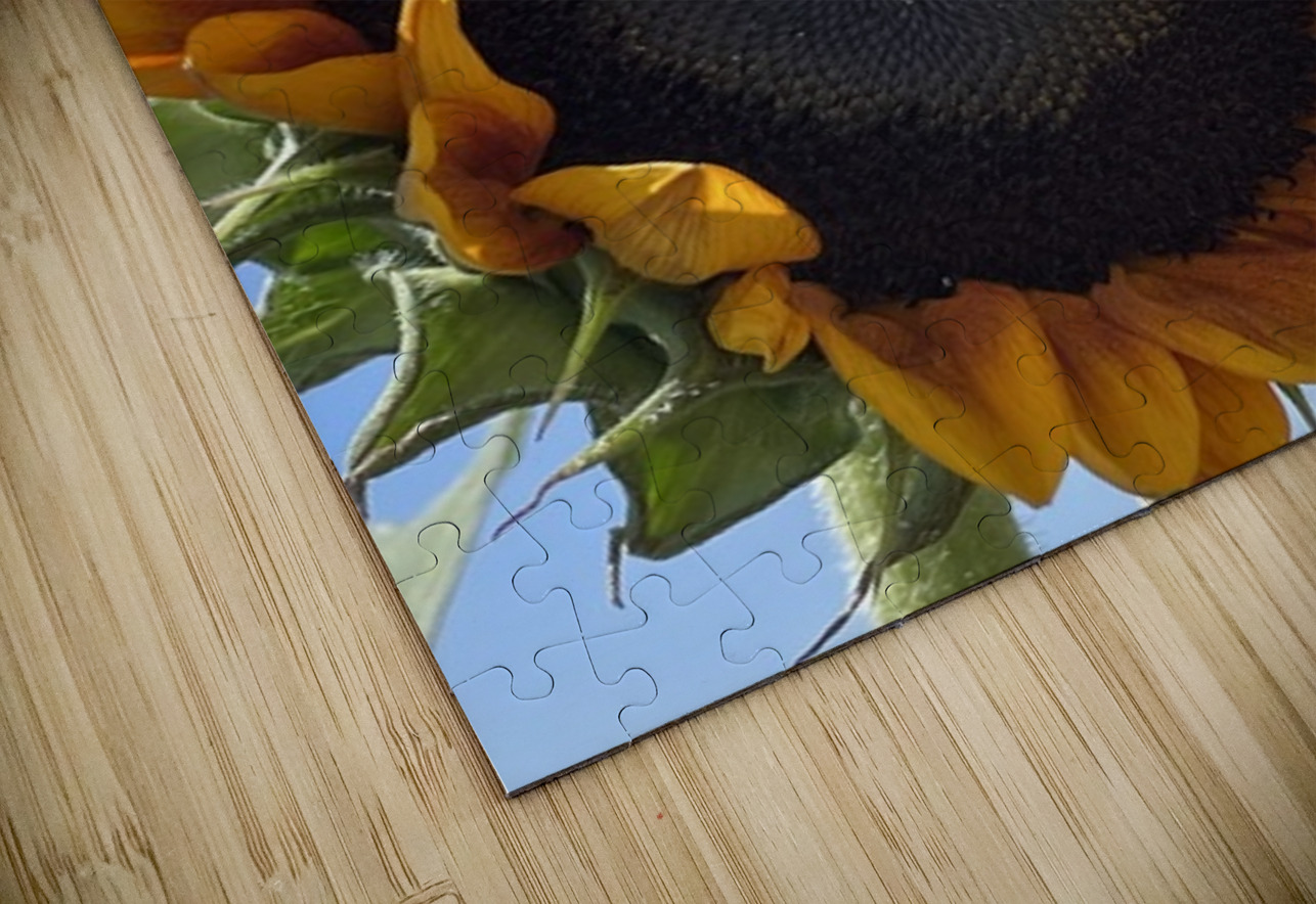 Big Sunflower Leslie Affeldt Photography Puzzle