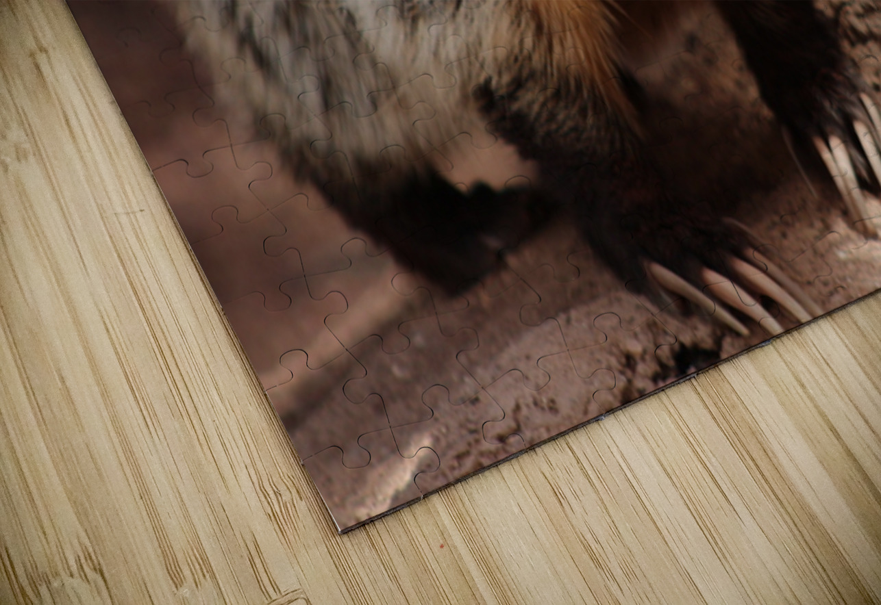 Badger -3 Leslie Affeldt Photography Puzzle