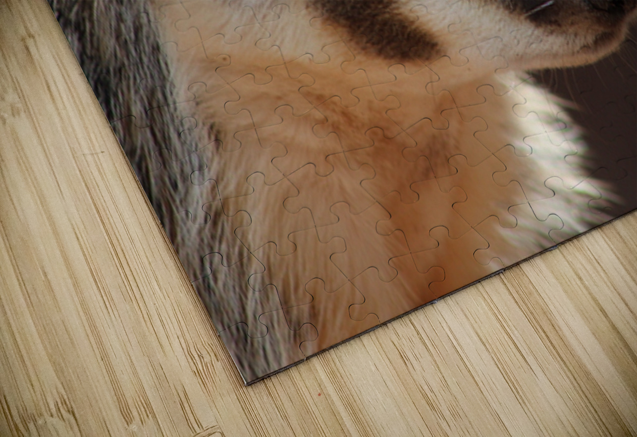 Badger -2 Leslie Affeldt Photography Puzzle