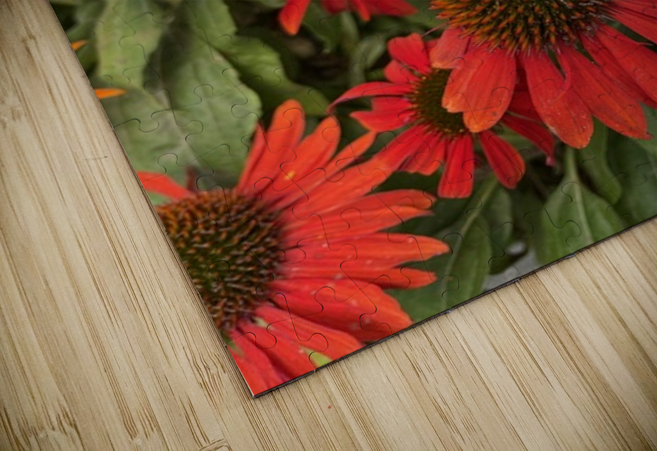 Coneflower Leslie Affeldt Photography Puzzle