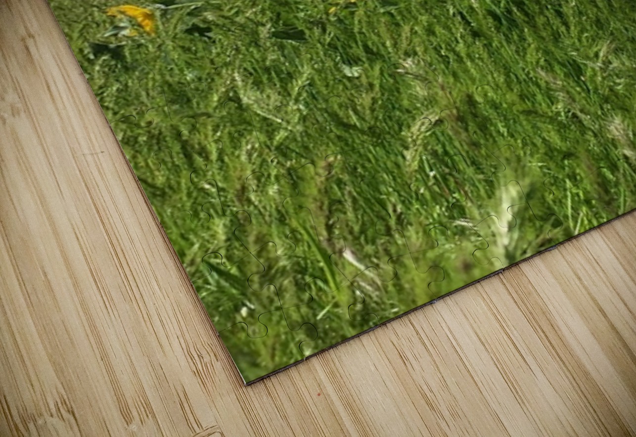 Balsam Root Wildflowers Leslie Affeldt Photography Puzzle