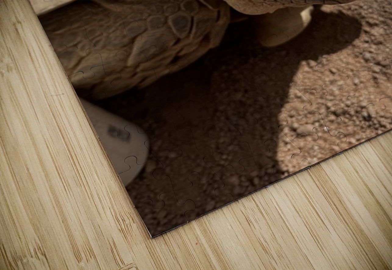 Happy Tortoise -2 Leslie Affeldt Photography Puzzle