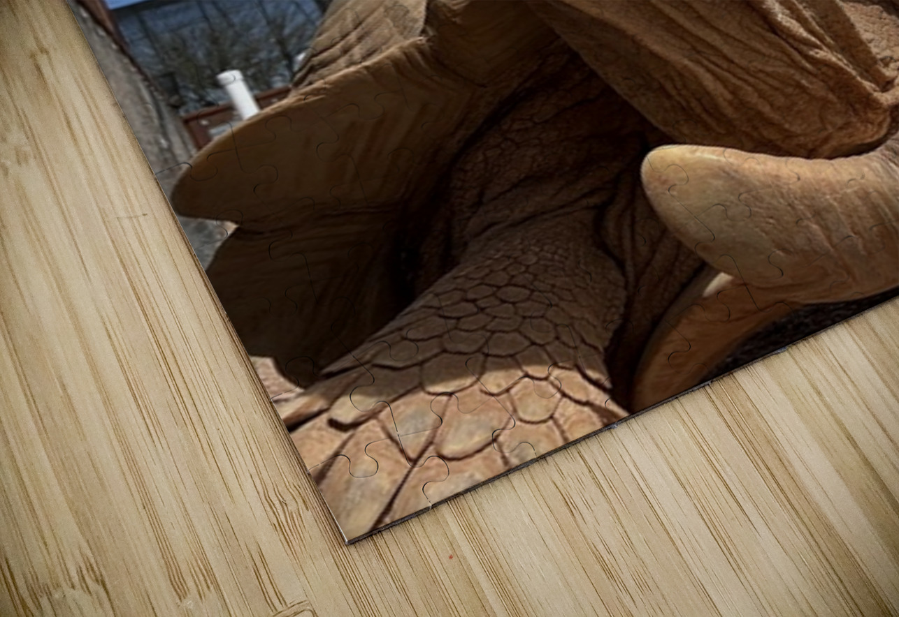 Arizona Tortoise -2 Leslie Affeldt Photography Puzzle