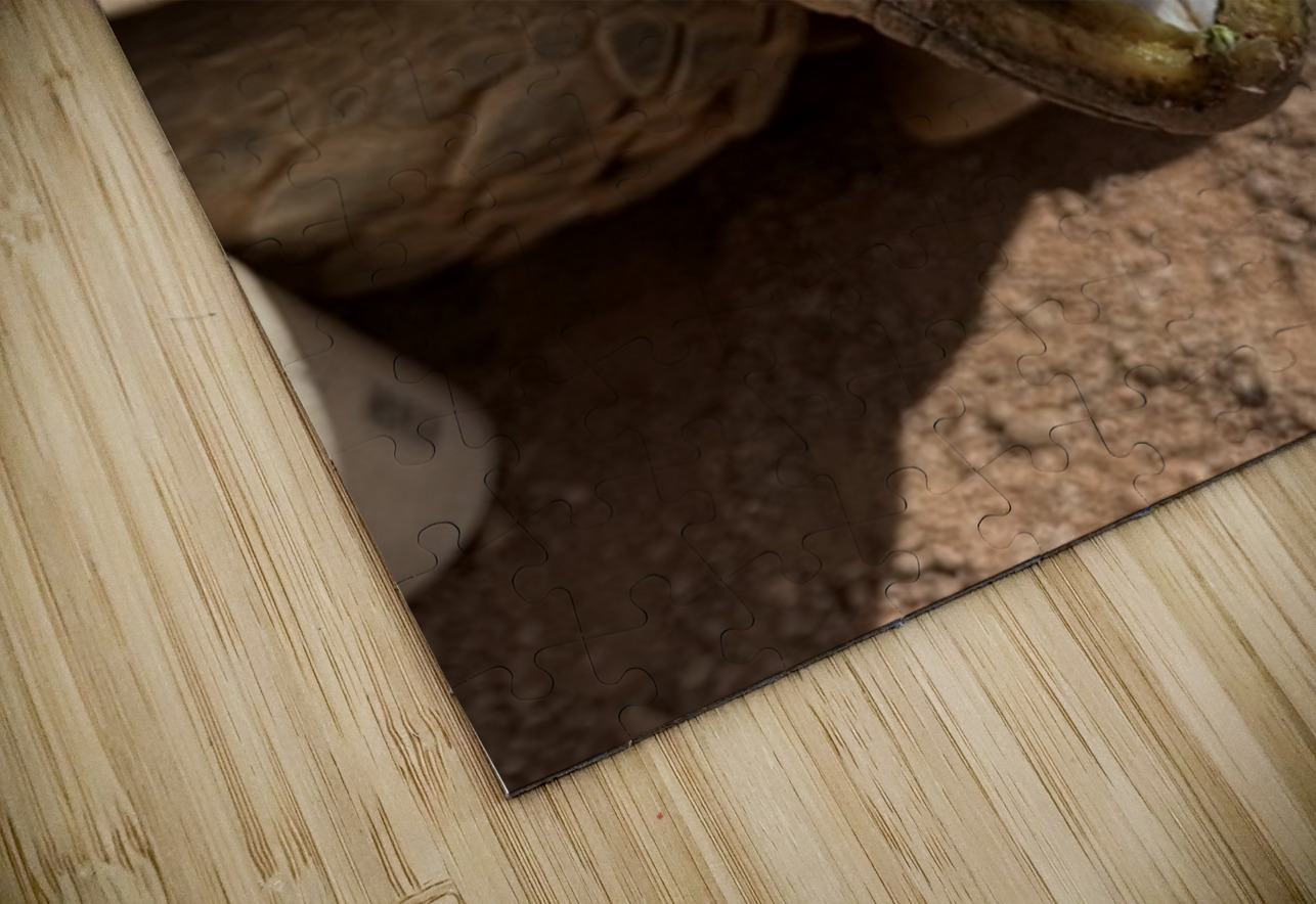 Happy Tortoise Leslie Affeldt Photography Puzzle