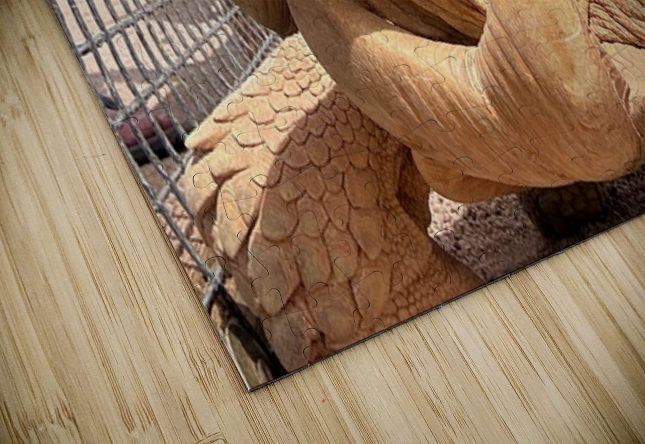 Arizona Tortoise Leslie Affeldt Photography Puzzle