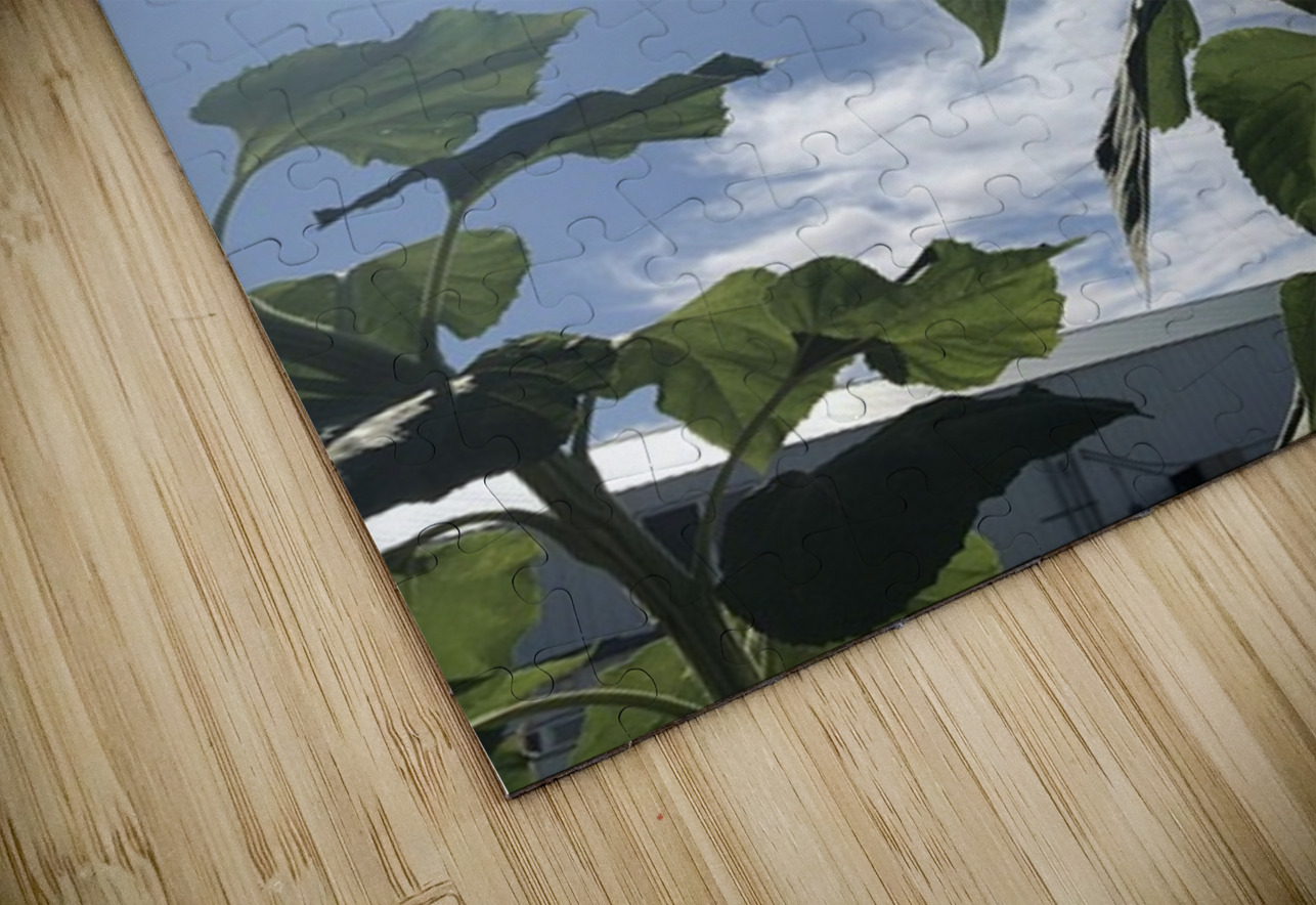 Sunflower and Sunlight Leslie Affeldt Photography Puzzle