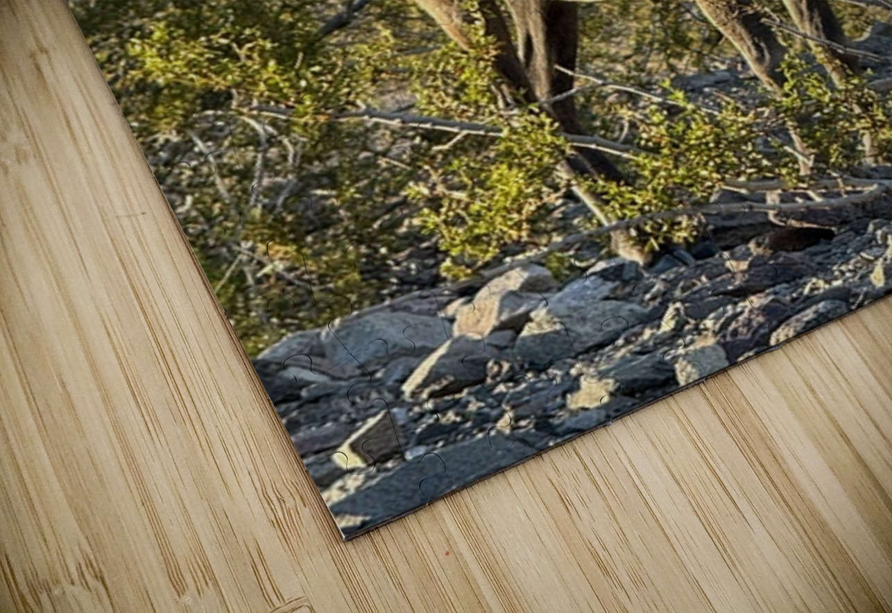 Big Horn Sheep in the golden hour Leslie Affeldt Photography Puzzle