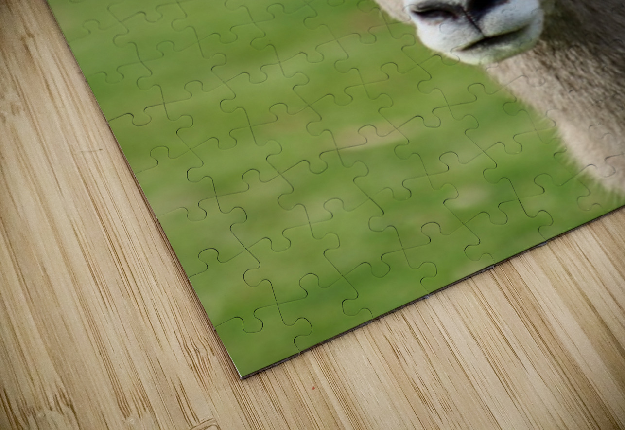 Bighorn Sheep - Heart nose ???? Leslie Affeldt Photography Puzzle