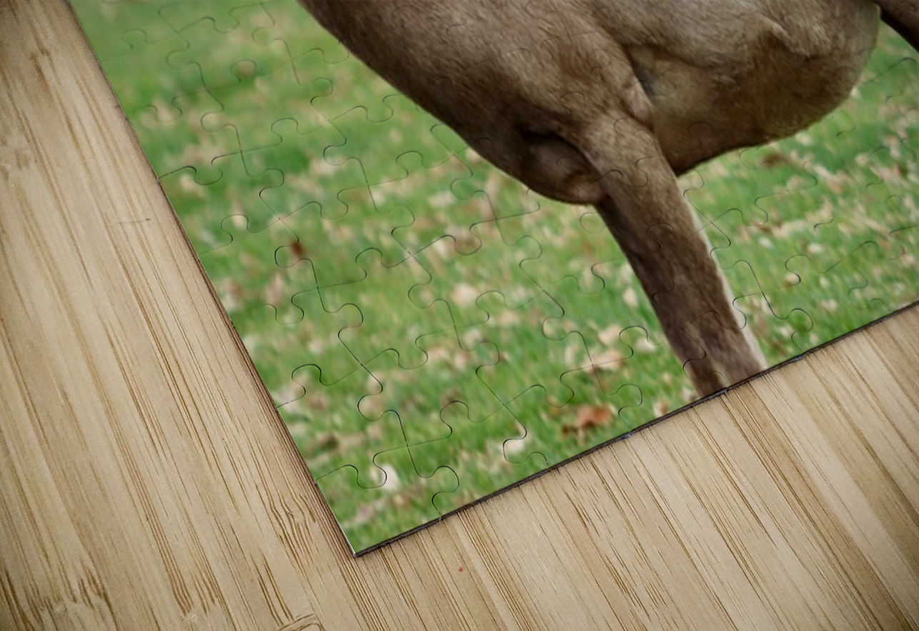 Bighorn Sheep - Nevada 3 Leslie Affeldt Photography Puzzle